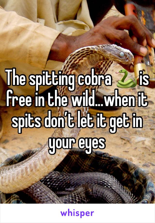 The spitting cobra 🐍 is free in the wild...when it spits don’t let it get in your eyes 