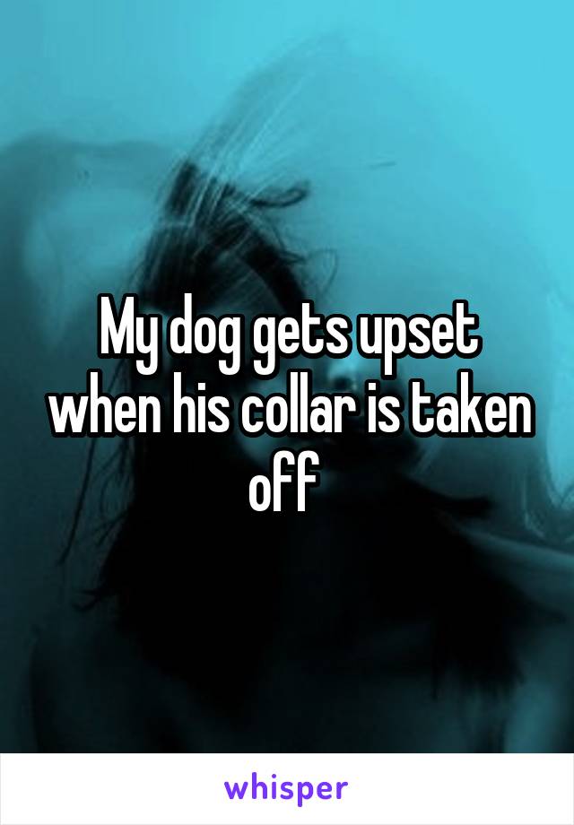 My dog gets upset when his collar is taken off 