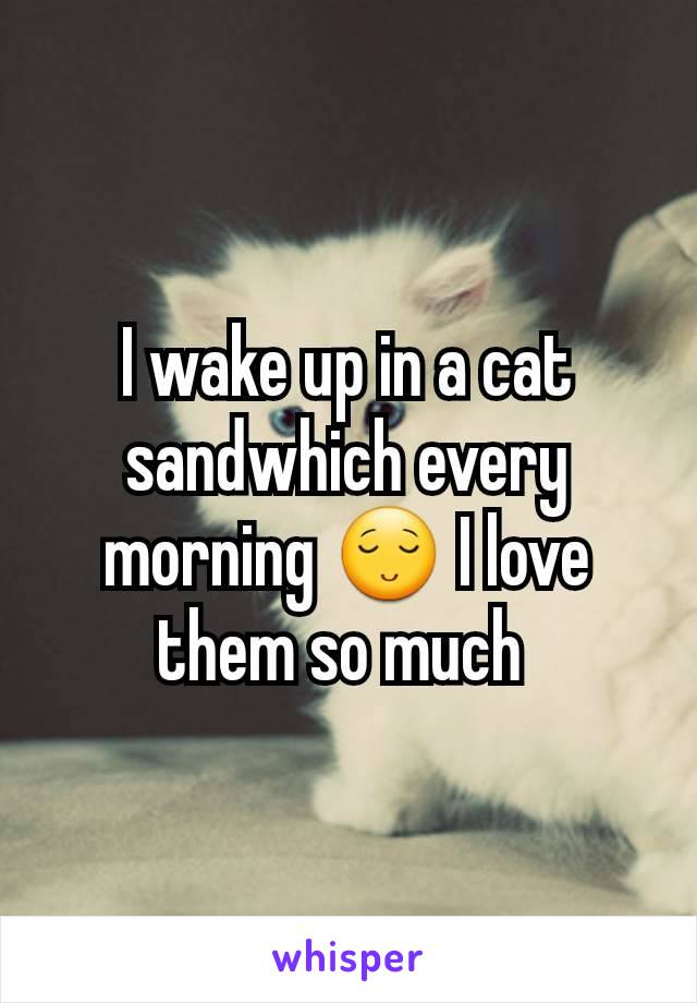 I wake up in a cat sandwhich every morning 😌 I love them so much 