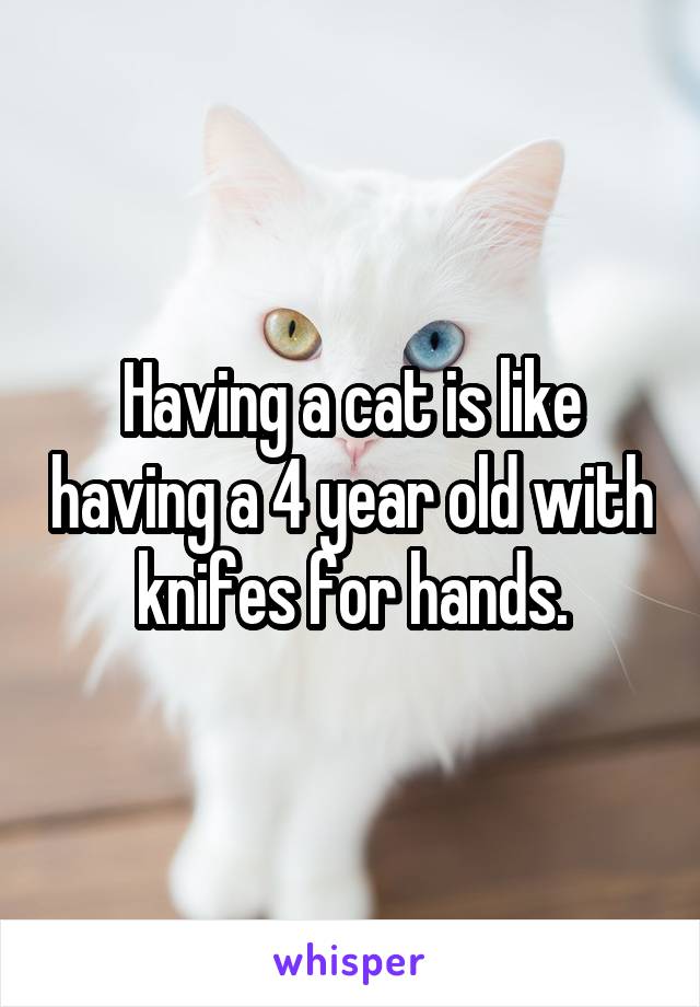 Having a cat is like having a 4 year old with knifes for hands.