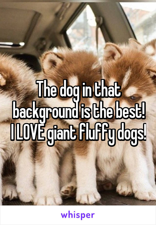 The dog in that background is the best! I LOVE giant fluffy dogs!