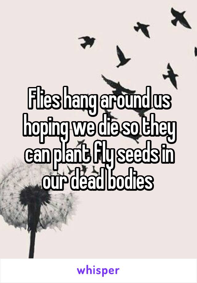 Flies hang around us hoping we die so they can plant fly seeds in our dead bodies 