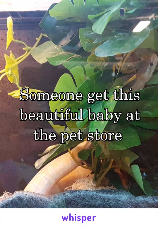 Someone get this beautiful baby at the pet store 