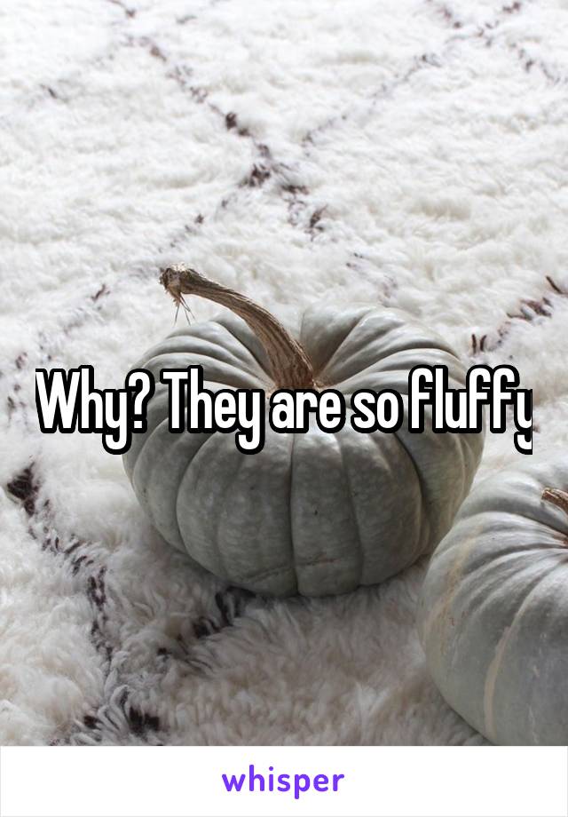 Why? They are so fluffy