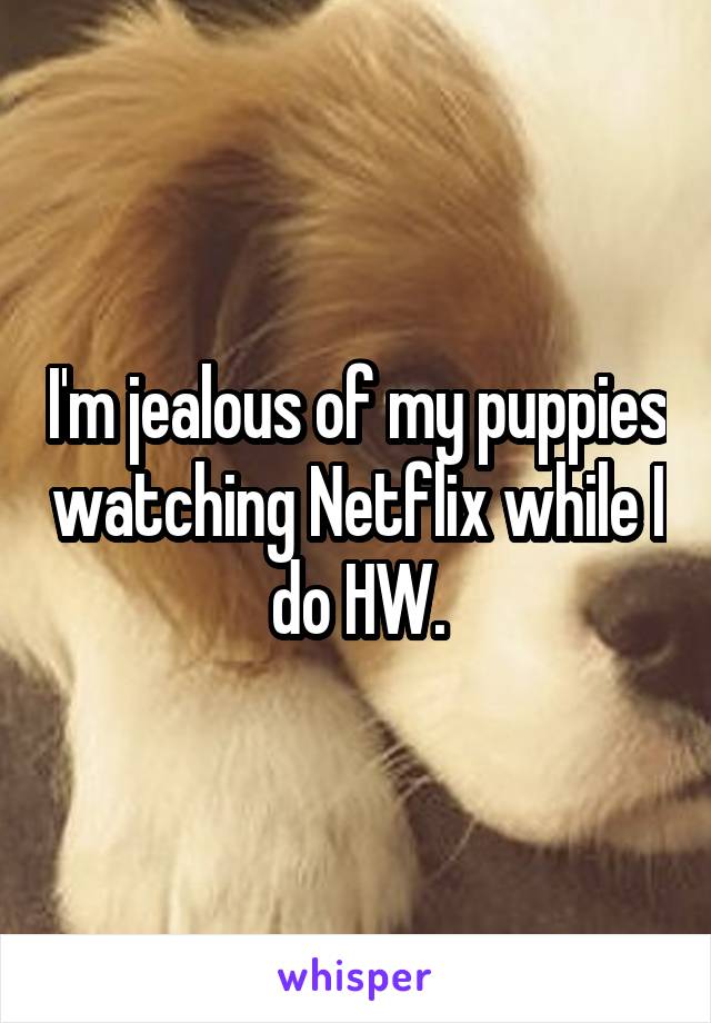 I'm jealous of my puppies watching Netflix while I do HW.