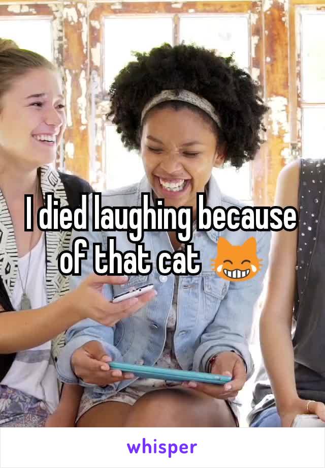 I died laughing because of that cat 😹