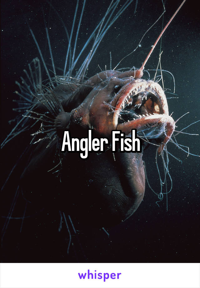 Angler Fish