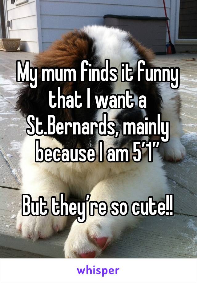 My mum finds it funny that I want a St.Bernards, mainly because I am 5’1” 

But they’re so cute!! 