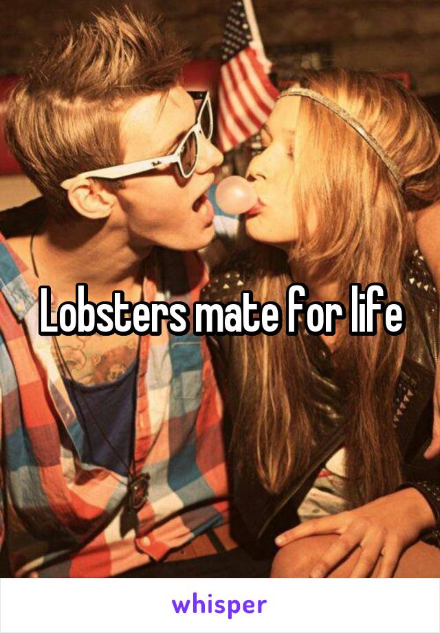 Lobsters mate for life