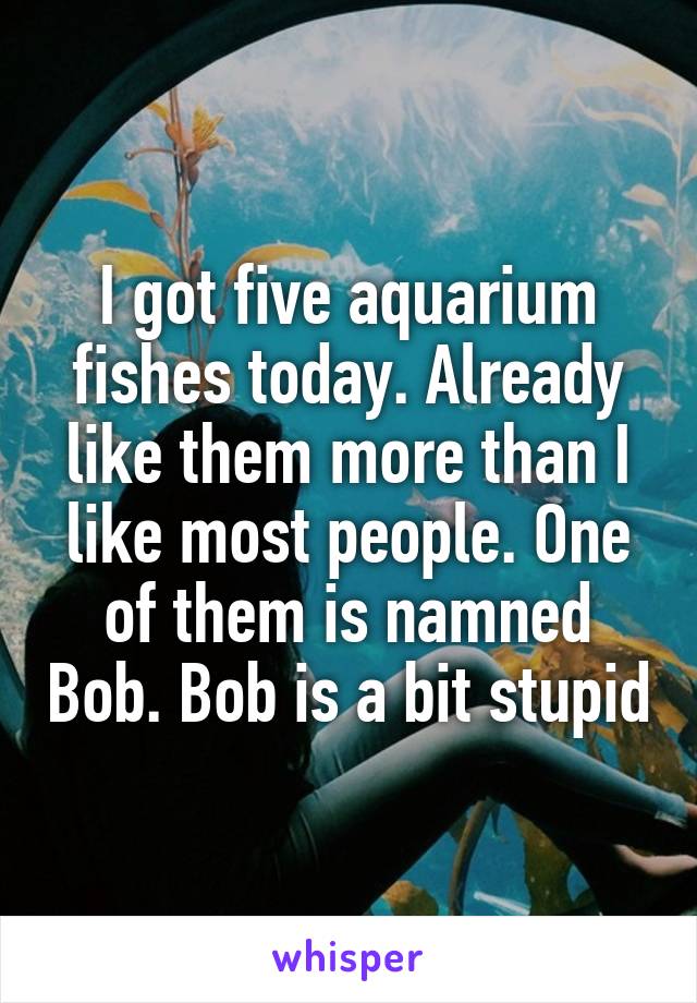 I got five aquarium fishes today. Already like them more than I like most people. One of them is namned Bob. Bob is a bit stupid