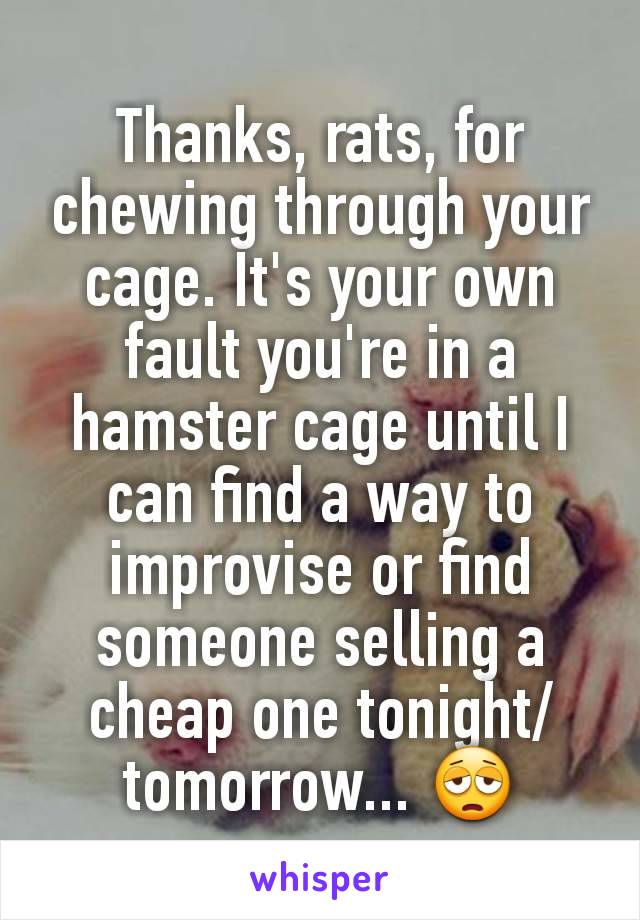 Thanks, rats, for chewing through your cage. It's your own fault you're in a hamster cage until I can find a way to improvise or find someone selling a cheap one tonight/tomorrow... 😩