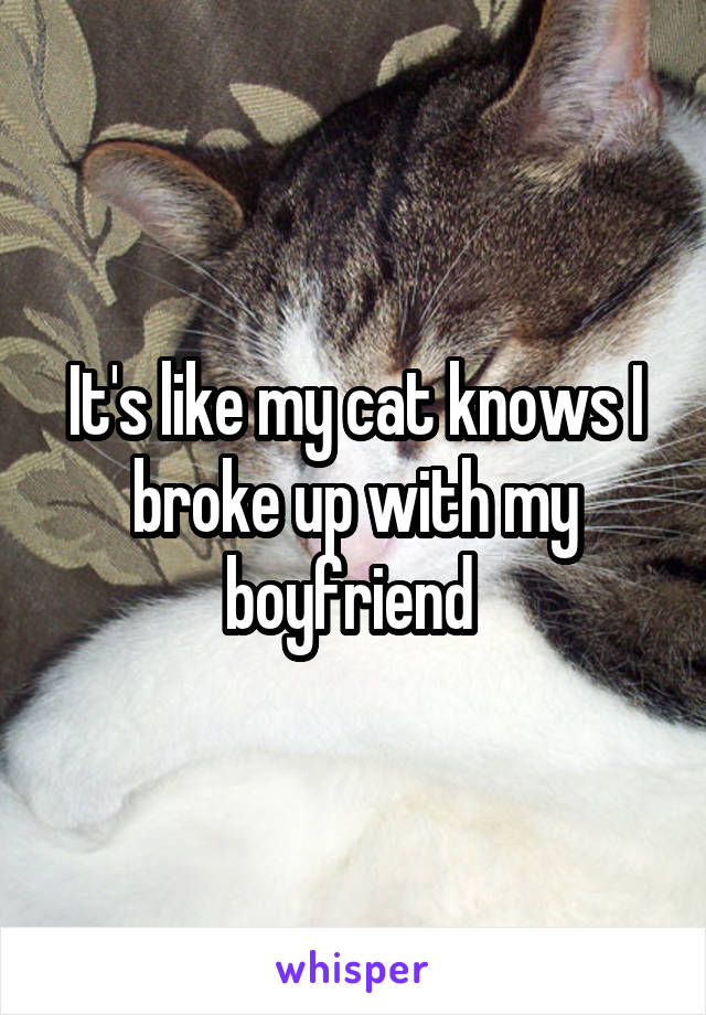 It's like my cat knows I broke up with my boyfriend 