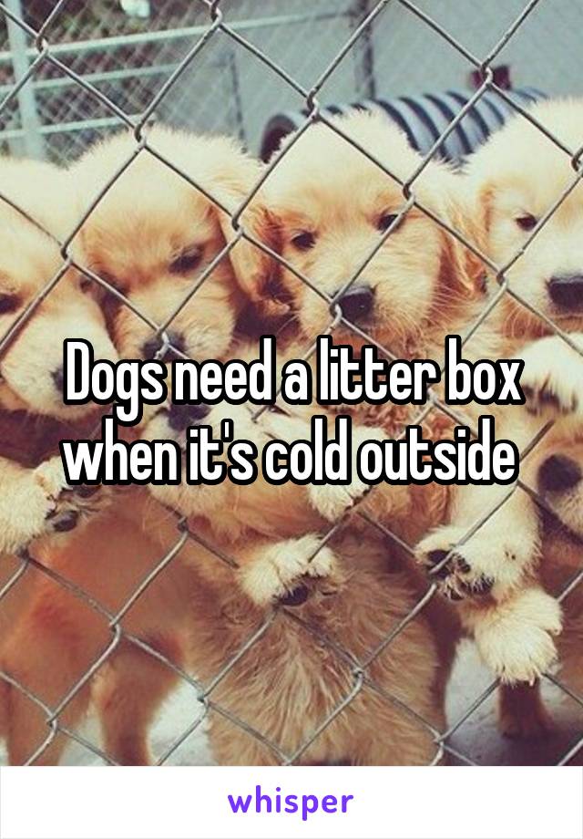 Dogs need a litter box when it's cold outside 