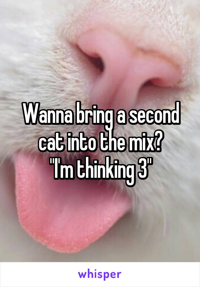 Wanna bring a second cat into the mix?
"I'm thinking 3"