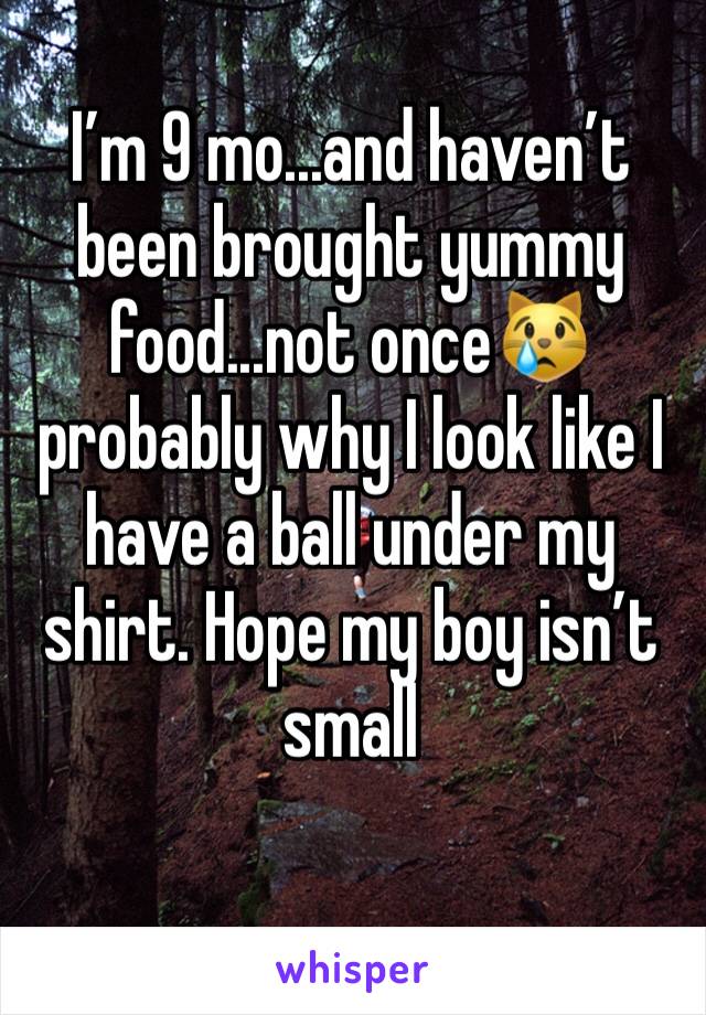 I’m 9 mo...and haven’t been brought yummy food...not once😿 probably why I look like I have a ball under my shirt. Hope my boy isn’t small