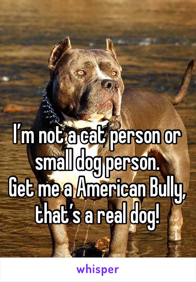 I’m not a cat person or small dog person. 
Get me a American Bully, that’s a real dog!