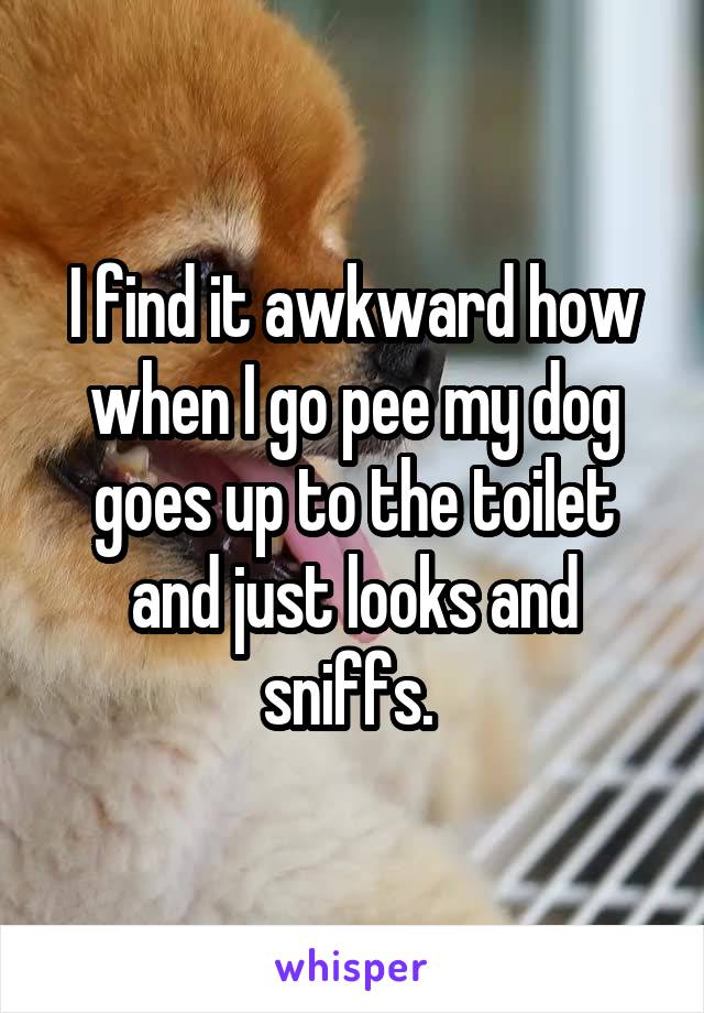 I find it awkward how when I go pee my dog goes up to the toilet and just looks and sniffs. 