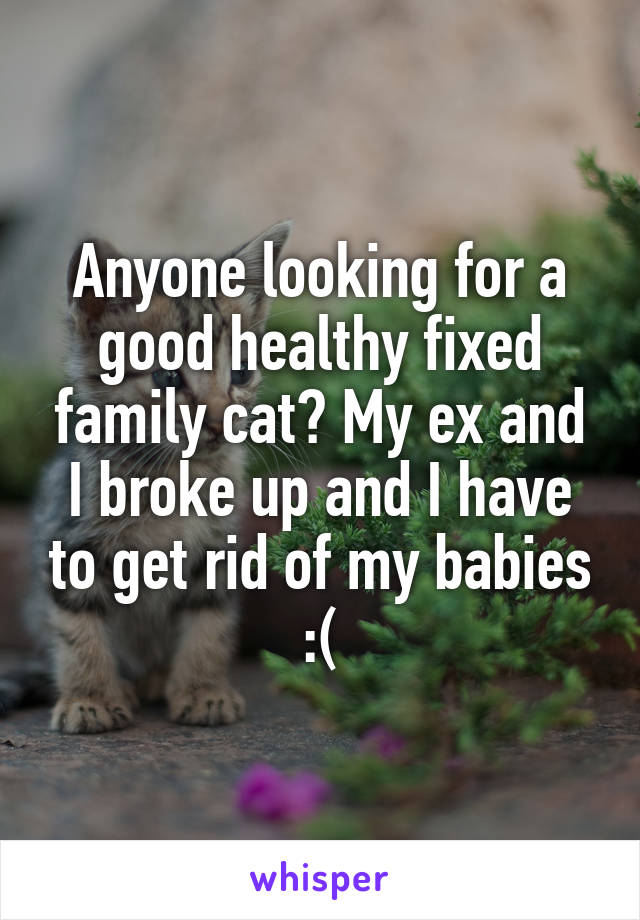 Anyone looking for a good healthy fixed family cat? My ex and I broke up and I have to get rid of my babies :(