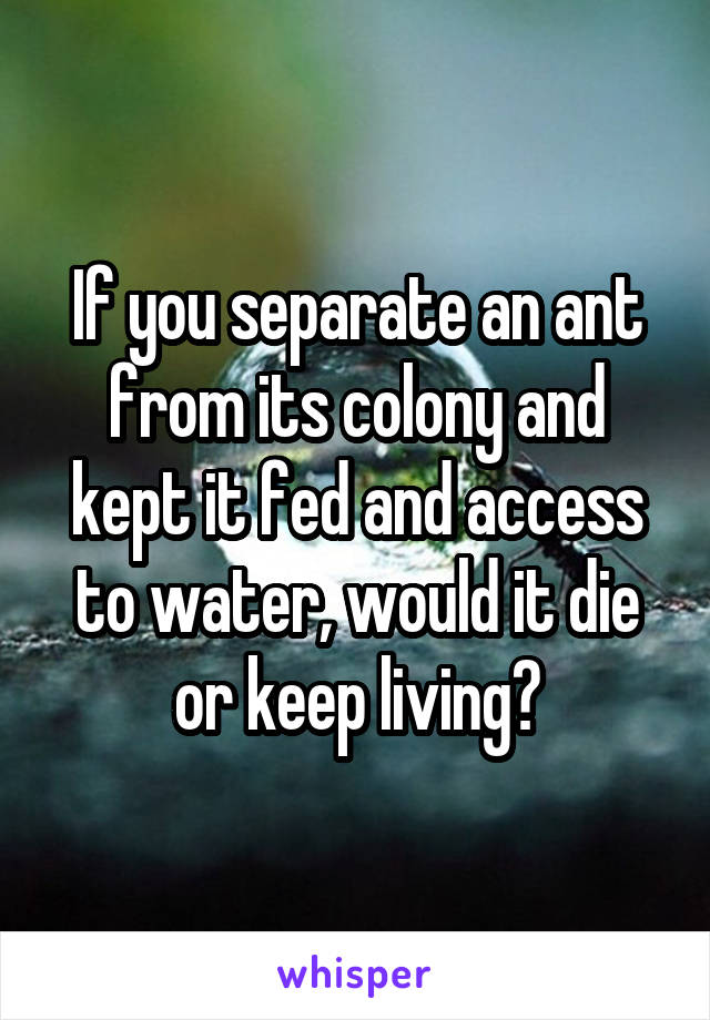 If you separate an ant from its colony and kept it fed and access to water, would it die or keep living?