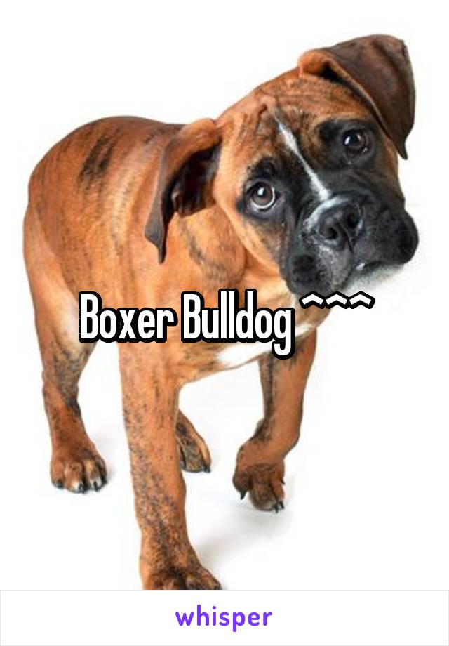 Boxer Bulldog ^^^