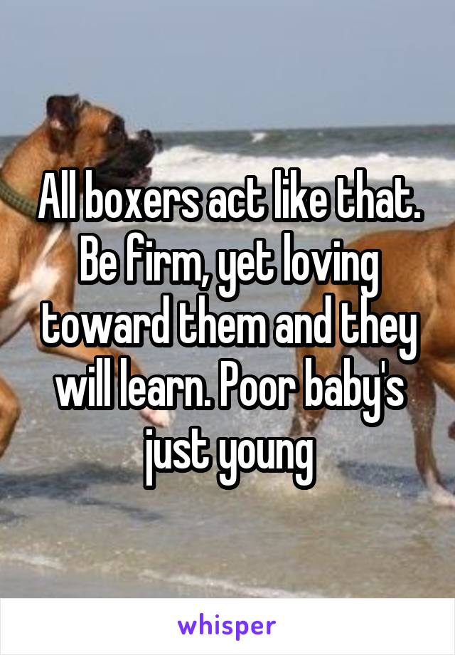 All boxers act like that. Be firm, yet loving toward them and they will learn. Poor baby's just young