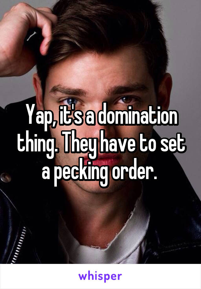 Yap, it's a domination thing. They have to set a pecking order. 