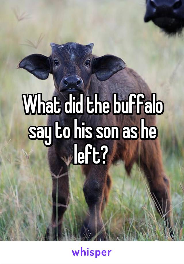 What did the buffalo say to his son as he left? 