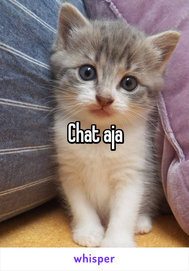 Chat aja
