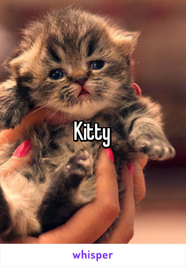 Kitty 