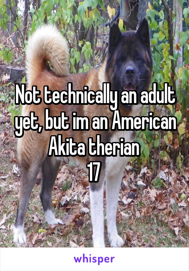 Not technically an adult yet, but im an American Akita therian 
17 