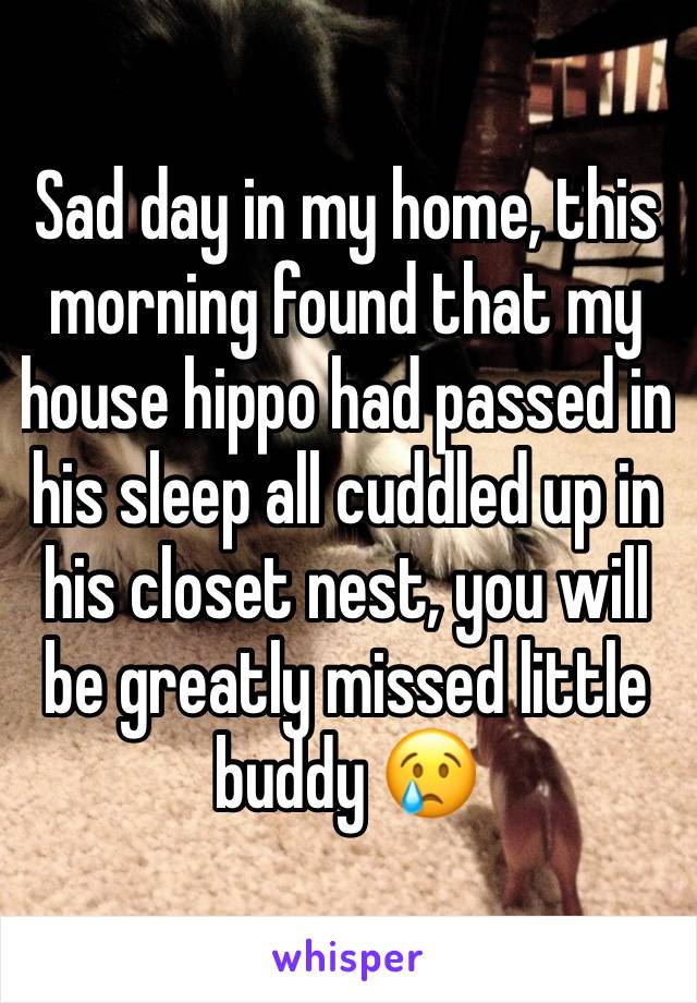 Sad day in my home, this morning found that my house hippo had passed in his sleep all cuddled up in his closet nest, you will be greatly missed little buddy 😢