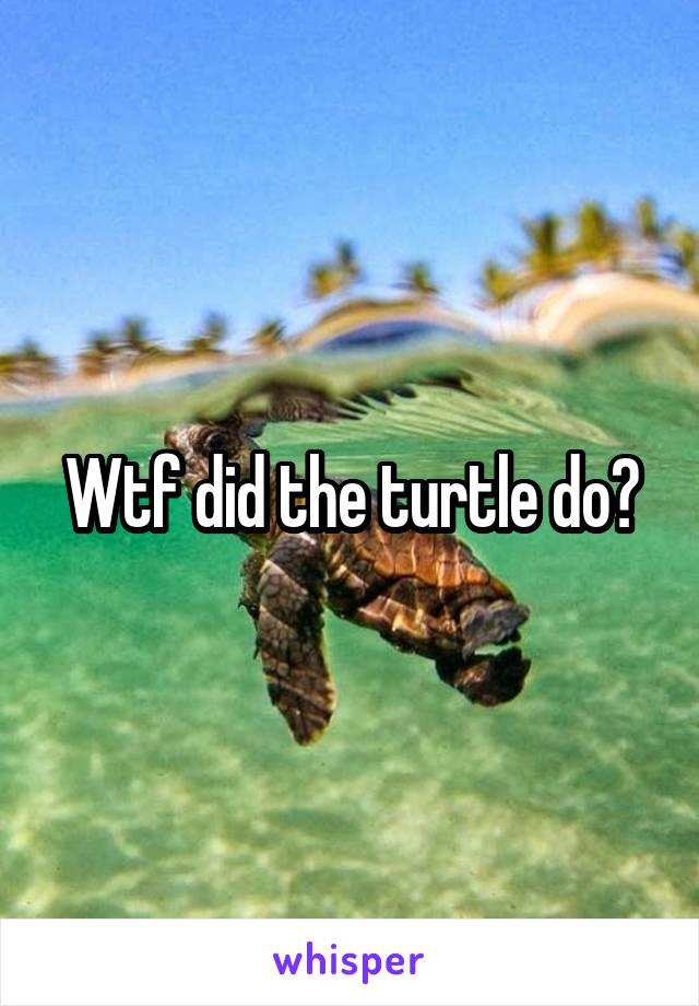 Wtf did the turtle do?