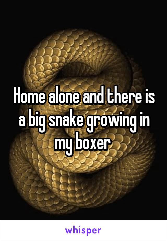 Home alone and there is a big snake growing in my boxer 