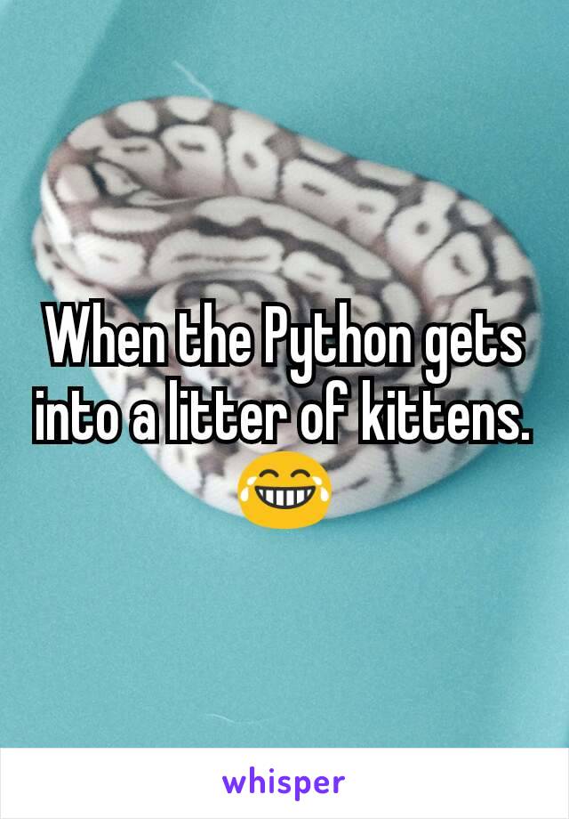 When the Python gets into a litter of kittens.😂