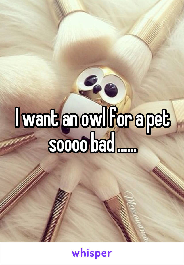 I want an owl for a pet soooo bad ......