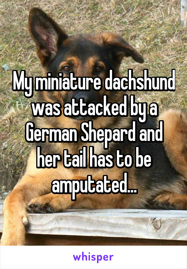 My miniature dachshund was attacked by a German Shepard and her tail has to be amputated...