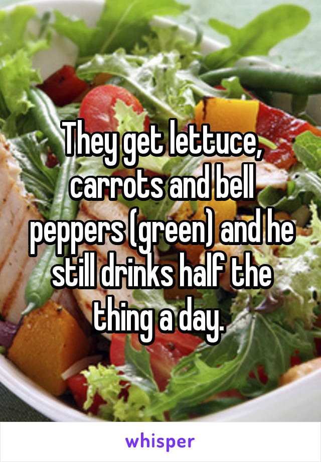 They get lettuce, carrots and bell peppers (green) and he still drinks half the thing a day. 