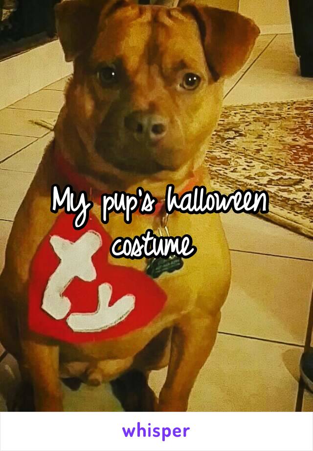 My pup's halloween costume 