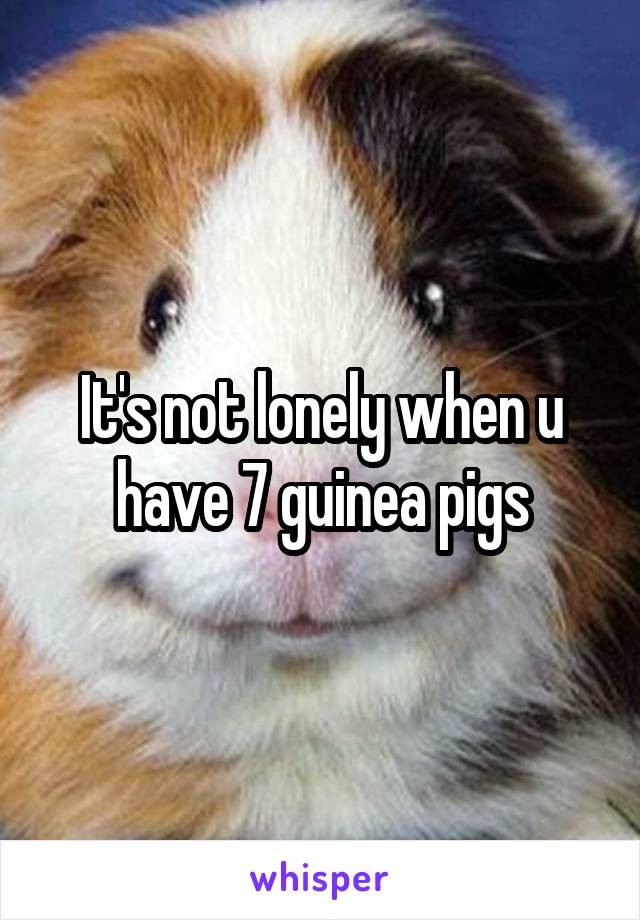 It's not lonely when u have 7 guinea pigs