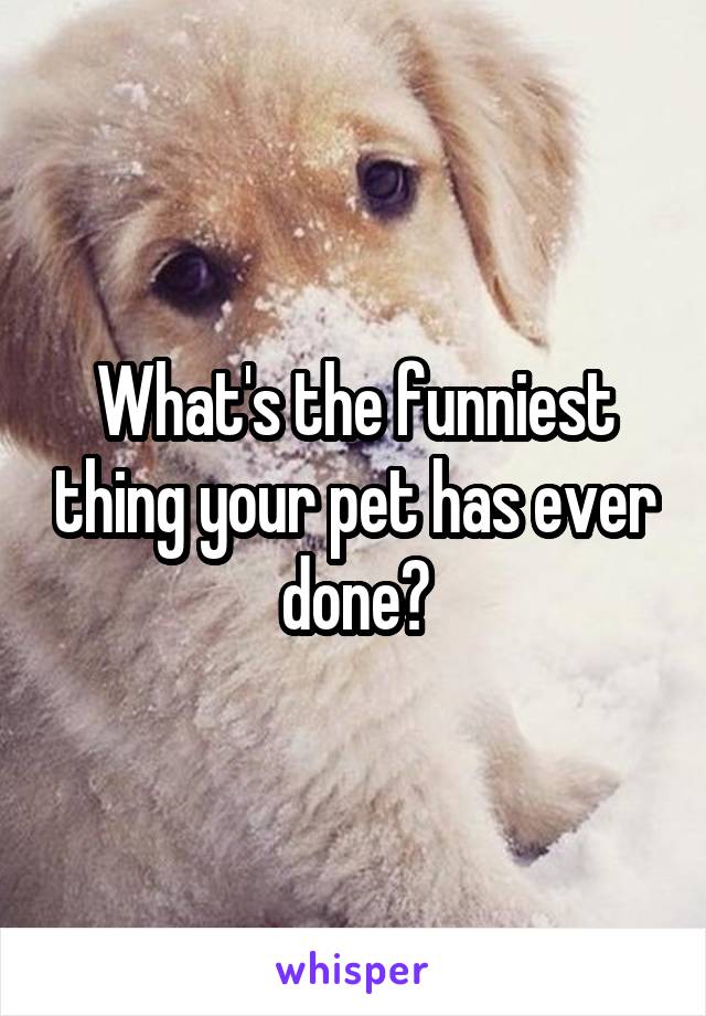 What's the funniest thing your pet has ever done?