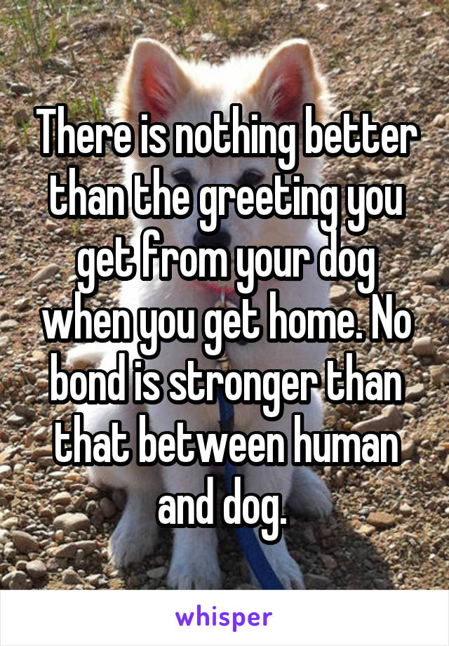 There is nothing better than the greeting you get from your dog when you get home. No bond is stronger than that between human and dog. 