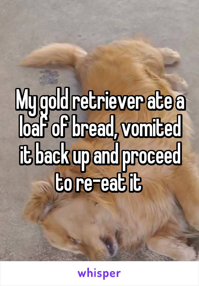 My gold retriever ate a loaf of bread, vomited it back up and proceed to re-eat it 