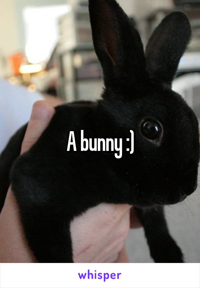 A bunny :)