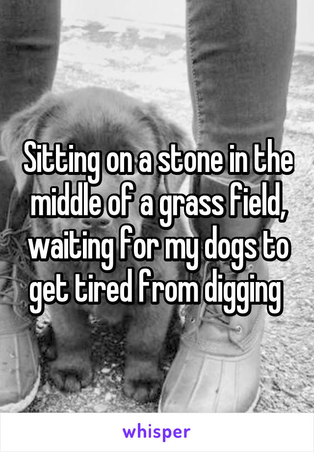 Sitting on a stone in the middle of a grass field, waiting for my dogs to get tired from digging 
