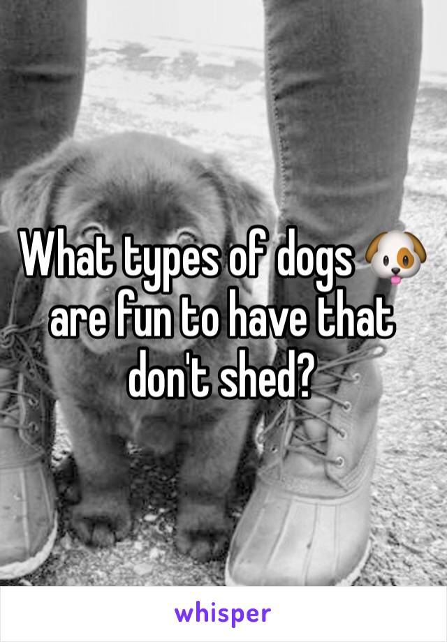 What types of dogs 🐶 are fun to have that don't shed?