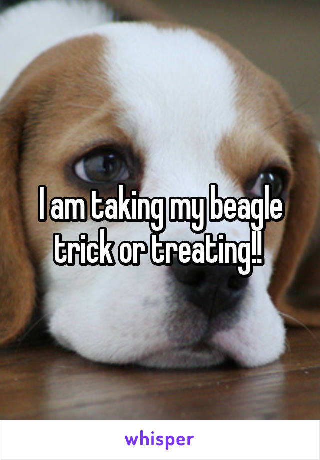 I am taking my beagle trick or treating!! 