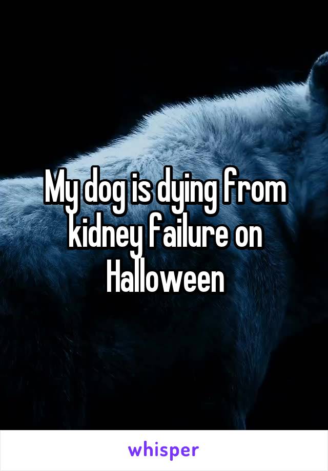 My dog is dying from kidney failure on Halloween