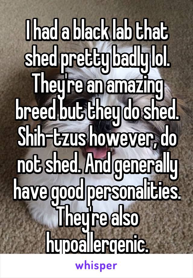 I had a black lab that shed pretty badly lol. They're an amazing breed but they do shed. Shih-tzus however, do not shed. And generally have good personalities. They're also hypoallergenic.