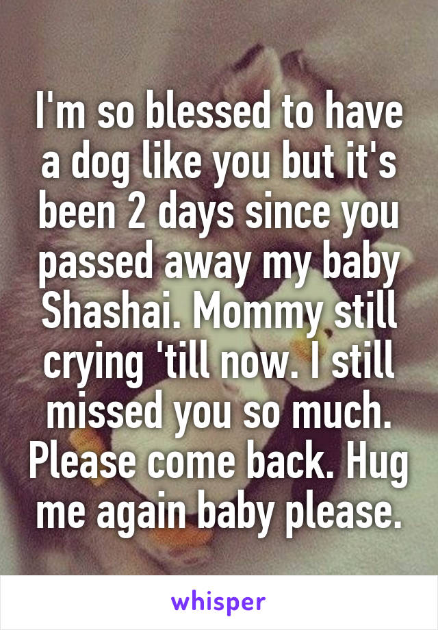 I'm so blessed to have a dog like you but it's been 2 days since you passed away my baby Shashai. Mommy still crying 'till now. I still missed you so much. Please come back. Hug me again baby please.