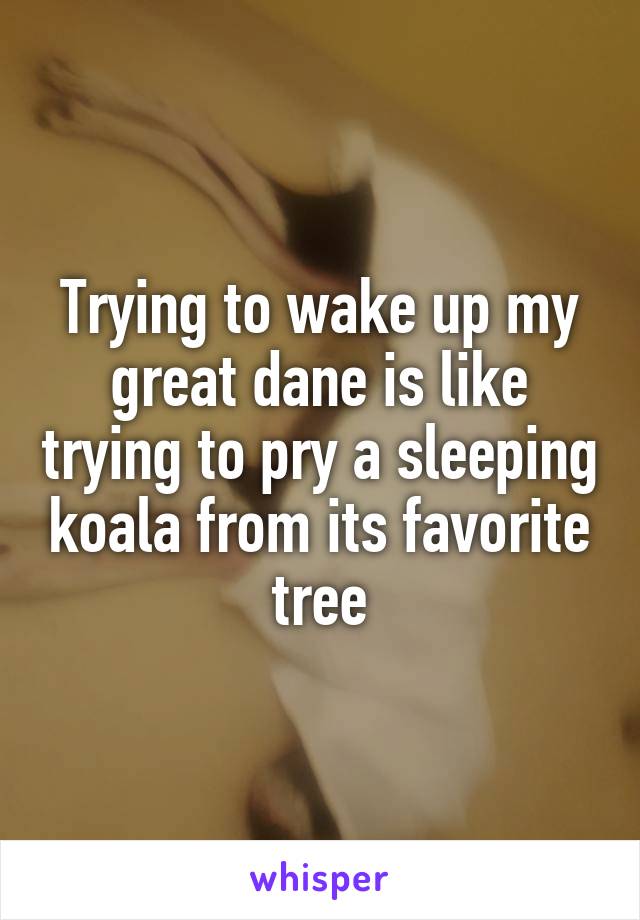 Trying to wake up my great dane is like trying to pry a sleeping koala from its favorite tree